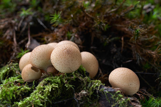 Päronröksvamp (Apioperdon pyriforme)